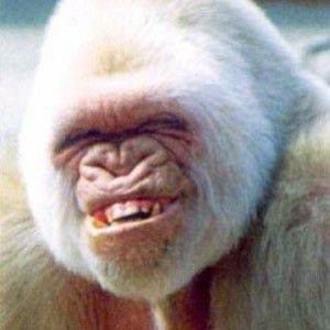 Meet your Posher, Paul